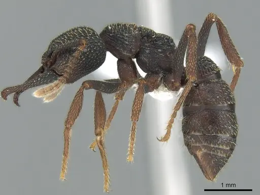 Mystrium eques - CASENT0418317