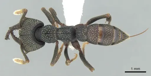 Mystrium eques - CASENT0418318