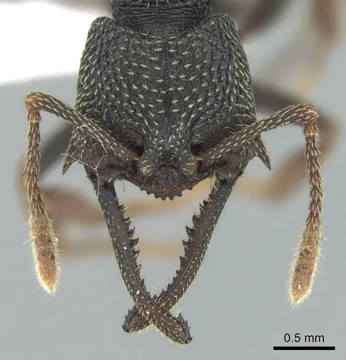 Mystrium eques - CASENT0418318