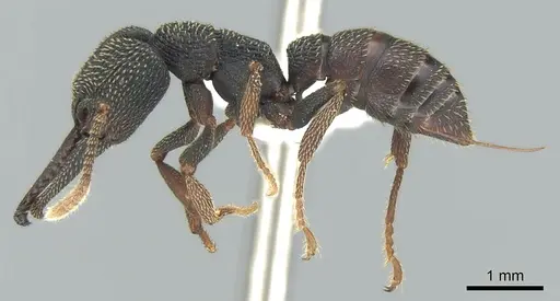 Mystrium eques - CASENT0418318