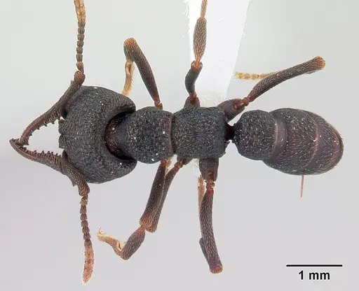 Mystrium janovitzi specimen