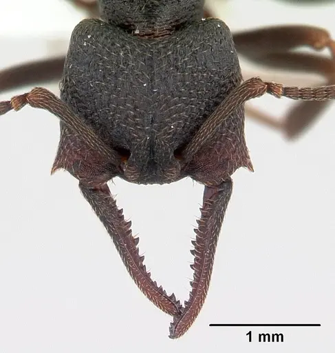 Mystrium janovitzi specimen