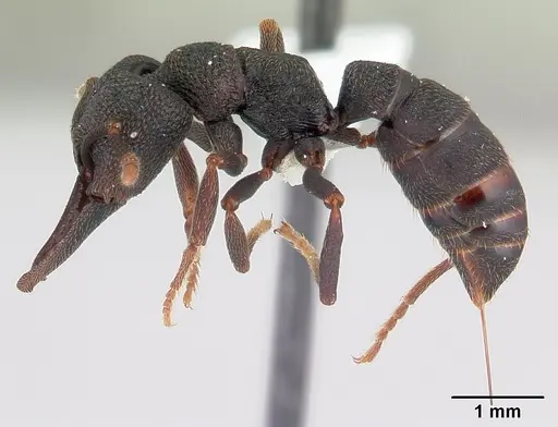 Mystrium janovitzi specimen