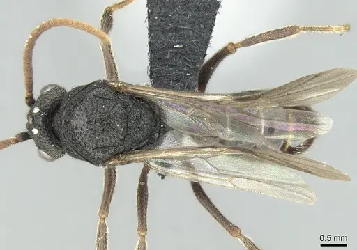 Mystrium janovitzi - CASENT0007820