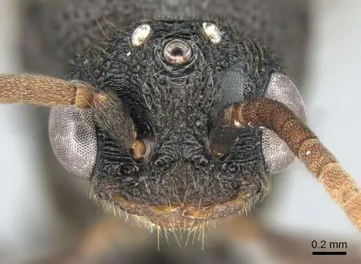 Mystrium janovitzi - CASENT0007820