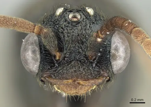 Mystrium janovitzi - CASENT0007820