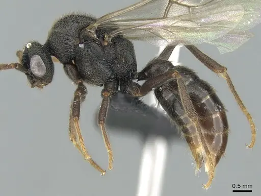 Mystrium janovitzi - CASENT0007820