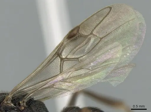 Mystrium janovitzi - CASENT0007820