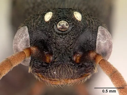 Mystrium janovitzi - CASENT0007826