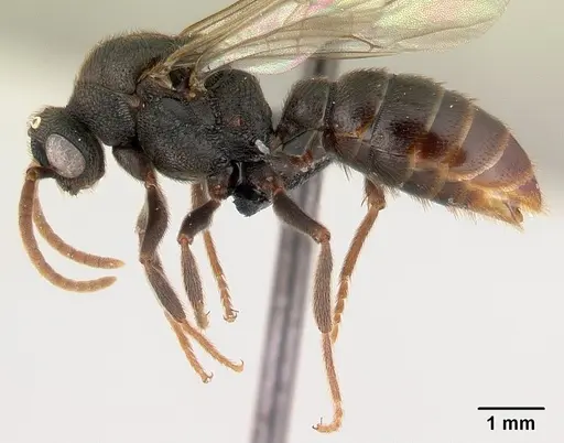 Mystrium janovitzi - CASENT0007826