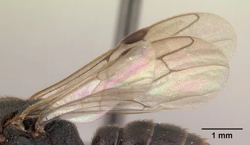 Mystrium janovitzi - CASENT0007826