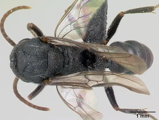 Mystrium janovitzi - CASENT0064213