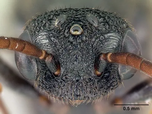 Mystrium janovitzi - CASENT0064213