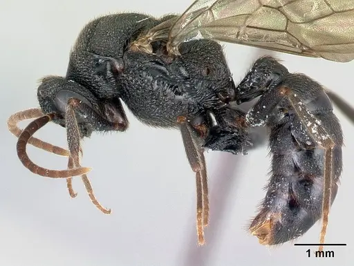 Mystrium janovitzi - CASENT0064213