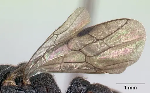 Mystrium janovitzi - CASENT0064213