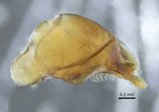 Mystrium janovitzi - CASENT0080644