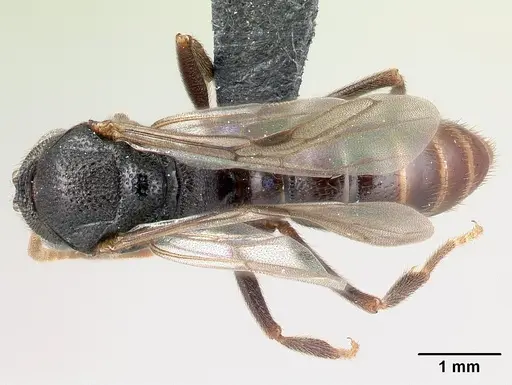 Mystrium janovitzi - CASENT0110785