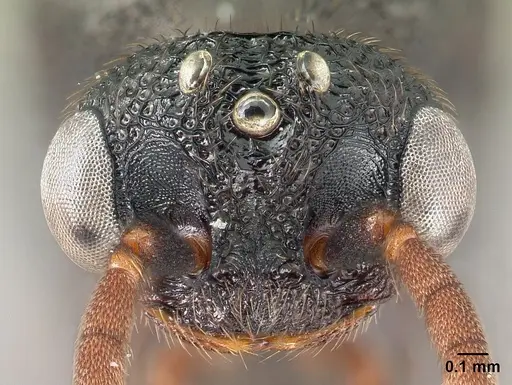 Mystrium janovitzi - CASENT0110785