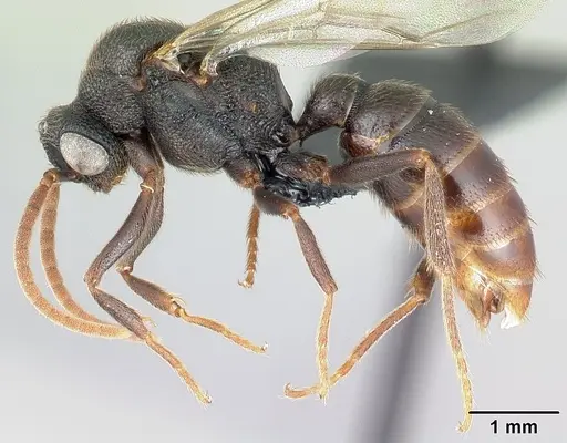 Mystrium janovitzi - CASENT0110785