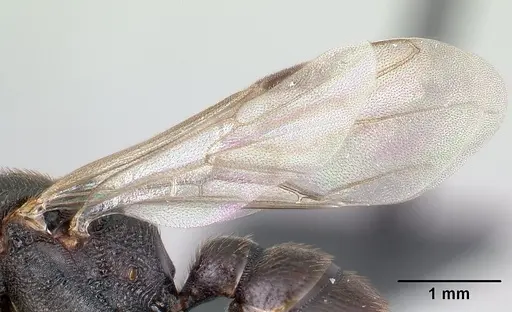 Mystrium janovitzi - CASENT0110785