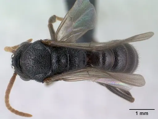 Mystrium janovitzi - CASENT0135946