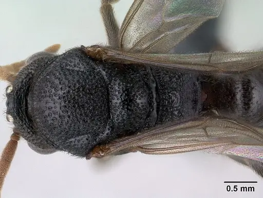 Mystrium janovitzi - CASENT0135946