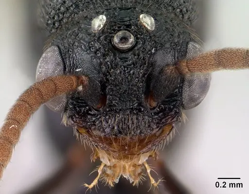 Mystrium janovitzi - CASENT0135946