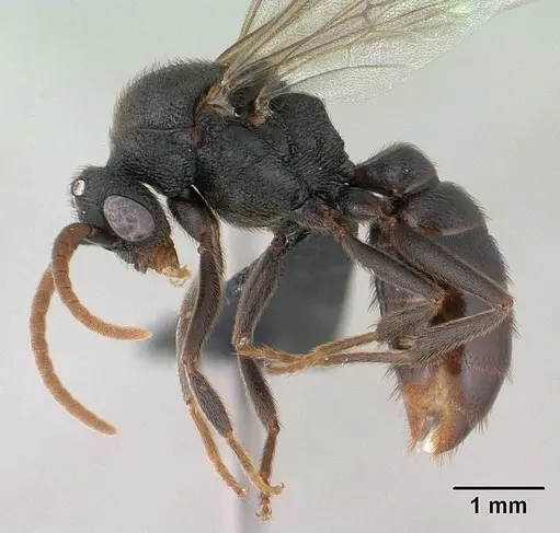 Mystrium janovitzi - CASENT0135946