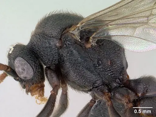 Mystrium janovitzi - CASENT0135946