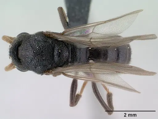 Mystrium janovitzi - CASENT0144988