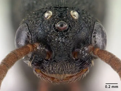 Mystrium janovitzi - CASENT0144988