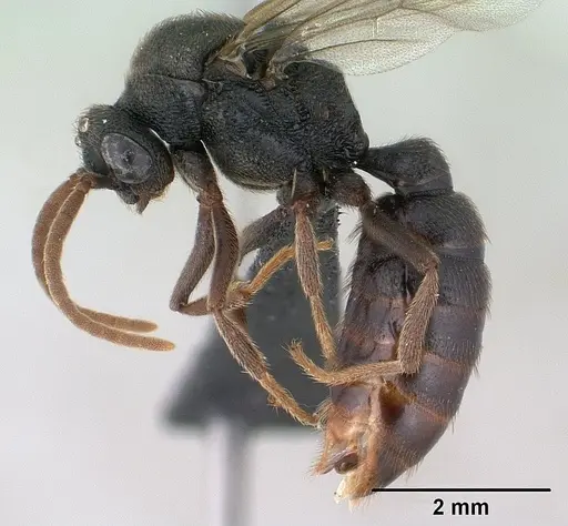 Mystrium janovitzi - CASENT0144988