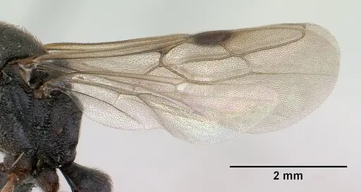 Mystrium janovitzi - CASENT0144988