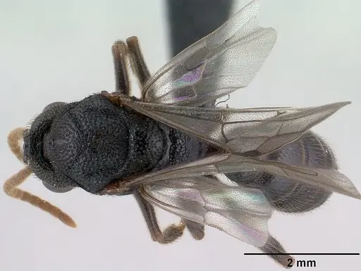 Mystrium janovitzi - CASENT0145028