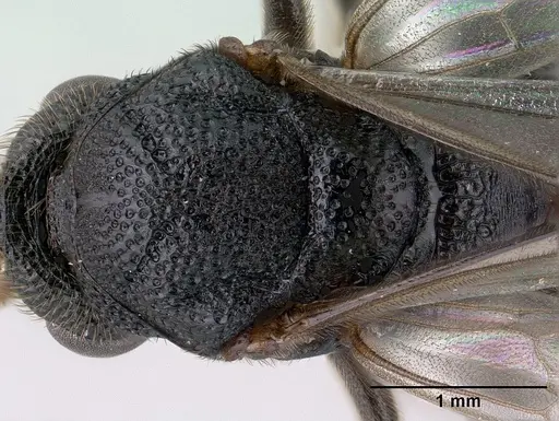 Mystrium janovitzi - CASENT0145028