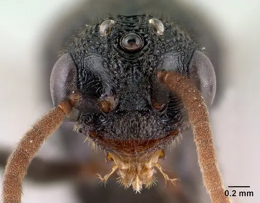 Mystrium janovitzi - CASENT0145028