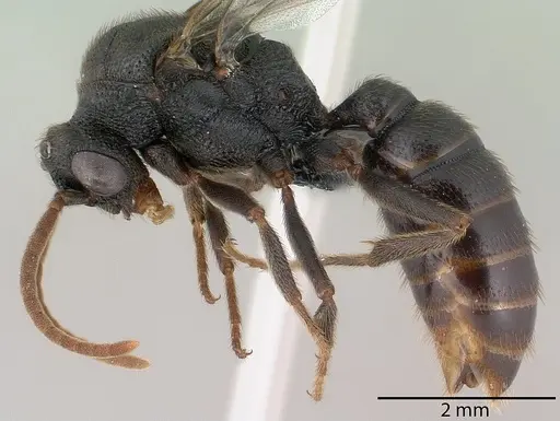 Mystrium janovitzi - CASENT0145028