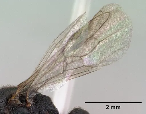 Mystrium janovitzi - CASENT0145028