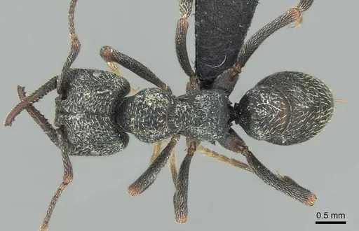 Mystrium janovitzi - CASENT0482696