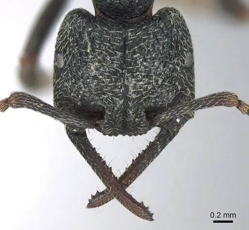 Mystrium janovitzi - CASENT0482696