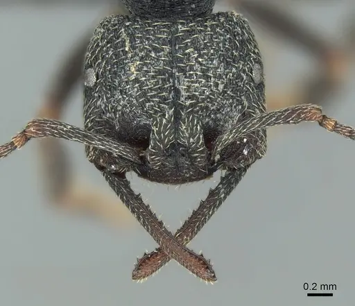 Mystrium janovitzi - CASENT0482696