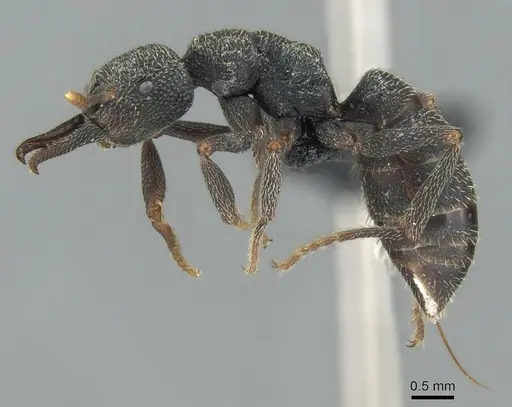 Mystrium janovitzi - CASENT0482696