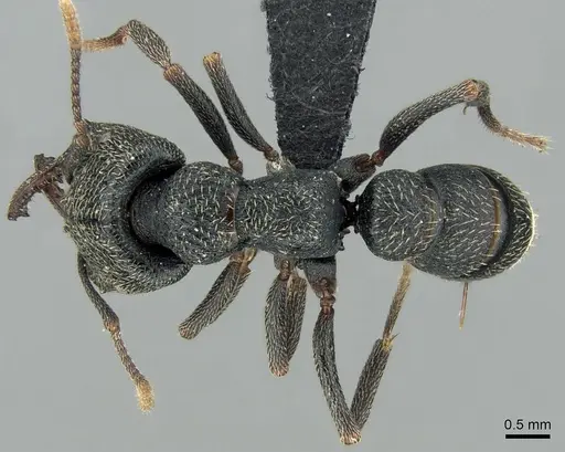 Mystrium janovitzi - CASENT0482698