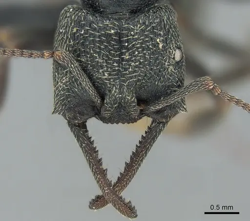 Mystrium janovitzi - CASENT0482698