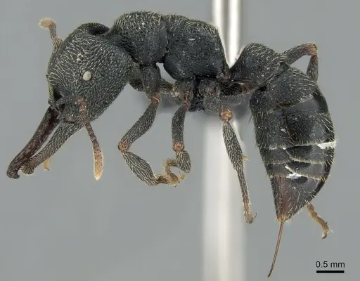 Mystrium janovitzi - CASENT0482698