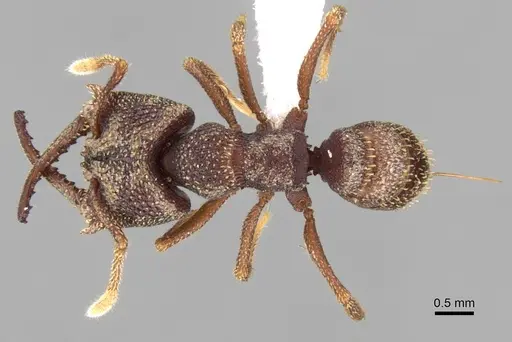 Mystrium labyrinth specimen