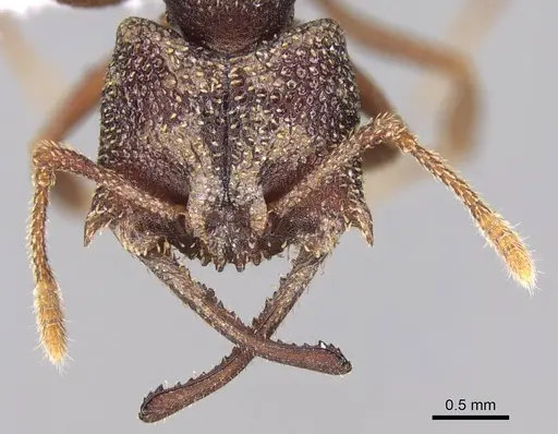 Mystrium labyrinth specimen