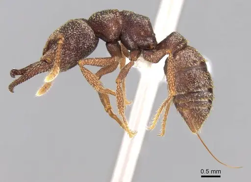 Mystrium labyrinth specimen