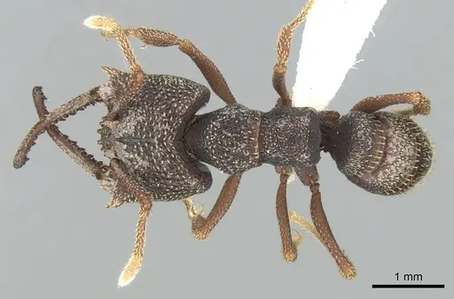 Mystrium labyrinth - CASENT0003281