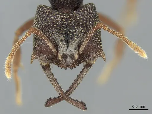 Mystrium labyrinth - CASENT0003281